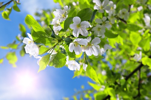 branch blossom apple tree and blue sky with sun