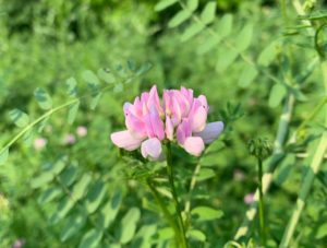 Astragalus Herb